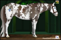 Horse Color:White Spotted Liver Chestnut Splash 