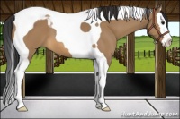 Horse Color:Bay Dun Splash Tobiano
