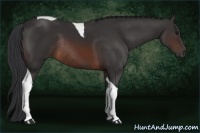 Horse Color:Brown Tobiano Rabicano 