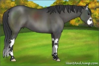 Horse Color:Black Sabino Splash 