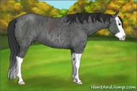 Horse Color:Black Ice Splash 