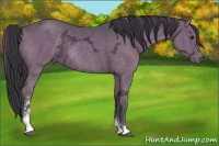 Horse Color:Grullo Ice Sabino Rabicano