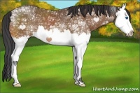 Horse Color:Buckskin Ice Splash 