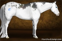 Horse Color:White Spotted Black Splash Rabicano 