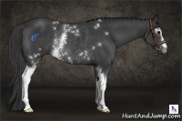 Horse Color:White Spotted Black Rabicano 