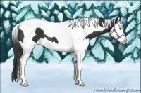 Horse Color:Black Splash Tobiano 