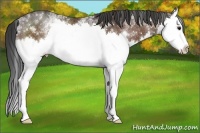Horse Color:White Spotted Bay Sabino Splash