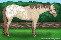 Horse Color:Red Dun Appaloosa 