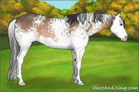 Horse Color:White Spotted Buckskin Splash Rabicano 