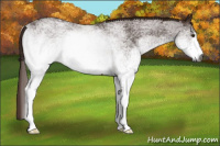 Horse Color:Gray White Spotted Chestnut 