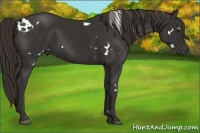Horse Color:White Spotted Liver Chestnut 