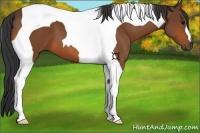 Horse Color:Bay Tobiano 