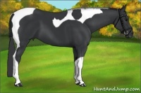 Horse Color:Black Tobiano 