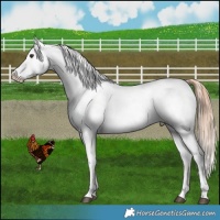 Horse Color:Red Dun Appaloosa 