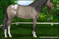 Horse Color:Liver Red Dun Appaloosa Rabicano 