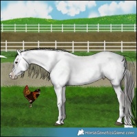 Horse Color:Liver Red Dun Appaloosa Rabicano 