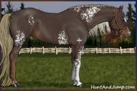 Horse Color:White Spotted Liver Chestnut Sabino 