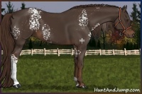 Horse Color:White Spotted Liver Chestnut 