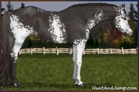 Horse Color:White Spotted Liver Chestnut 