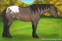 Horse Color:Brown Dun Appaloosa 
