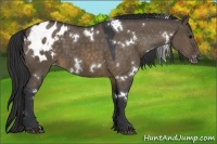 Horse Color:White Spotted Brown Dun Appaloosa 