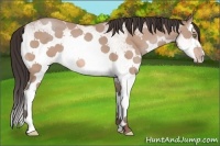 Horse Color:White Spotted Amber Champagne Sabino Splash 
