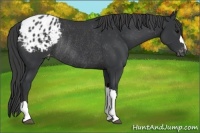 Horse Color:Black Appaloosa Rabicano 