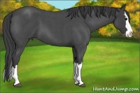 Horse Color:Smoky Blue Roan Splash 