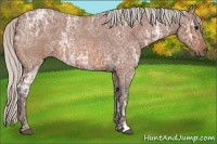Horse Color:Silver Bay Ice Roan 