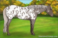 Horse Color:Silver Blue Roan Appaloosa