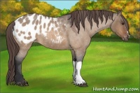 Horse Color:Brown Roan Dun Appaloosa 