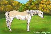 Horse Color:Silver Classic Champagne Dun Splash Frame 