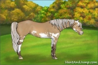 Horse Color:Silver Bay Dun Splash 