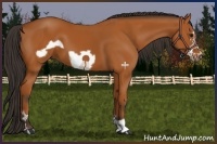 Horse Color:Bay Frame 