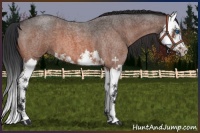 Horse Color:Brown Roan Splash