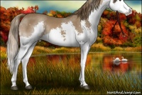 Horse Color:Chestnut Splash 