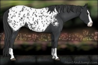 Horse Color:Black Splash Near Leopard 