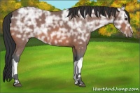 Horse Color:Bay Ice Roan 