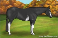 Horse Color:White Spotted Liver Chestnut 