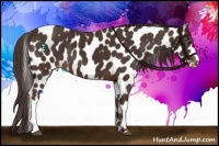 Horse Color:Liver Chestnut Appaloosa
