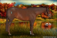 Horse Color:Liver Chestnut 