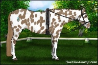 Horse Color:Liver Red Dun Appaloosa 