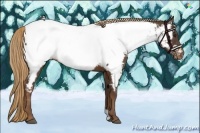 Horse Color:Liver Chestnut Appaloosa 