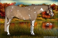 Horse Color:White Spotted Chocolate Palomino 