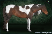 Horse Color:Liver Chestnut Tobiano 
