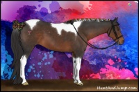 Horse Color:Liver Chestnut Tobiano 