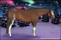 Horse Color:White Spotted Liver Chestnut Sabino 