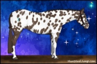 Horse Color:Liver Chestnut Appaloosa 