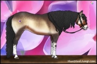 Horse Color:Buckskin Onyx 