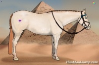 Horse Color:Buckskin Pearl 